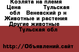 Козлята на племя › Цена ­ 3 000 - Тульская обл., Веневский р-н Животные и растения » Другие животные   . Тульская обл.